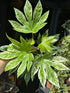 Fatsia Japonica ‘Spider’s Web’ in front of Urban Tropicana’s Plant Shop in Chiswick London
