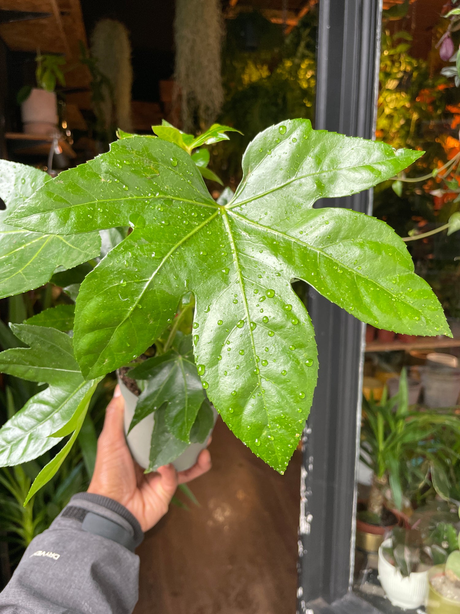 A Fatsia Japonica plant also known as a Paper plant in front of Urban Tropicana&