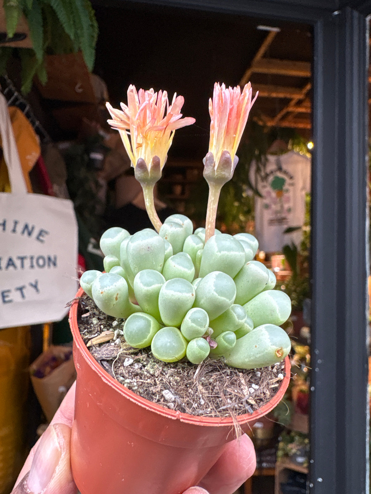 Fenestraria rhopalophylla succulent in 5.5cm pot outside Urban Tropicana plant shop in Chiswick, London