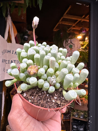 Fenestraria rhopalophylla succulent in 8.5cm pot outside Urban Tropicana plant shop in Chiswick, London