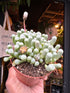 Fenestraria rhopalophylla succulent in 8.5cm pot outside Urban Tropicana plant shop in Chiswick, London