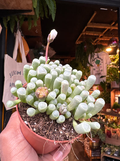 Fenestraria rhopalophylla succulent in 8.5cm pot outside Urban Tropicana plant shop in Chiswick, London