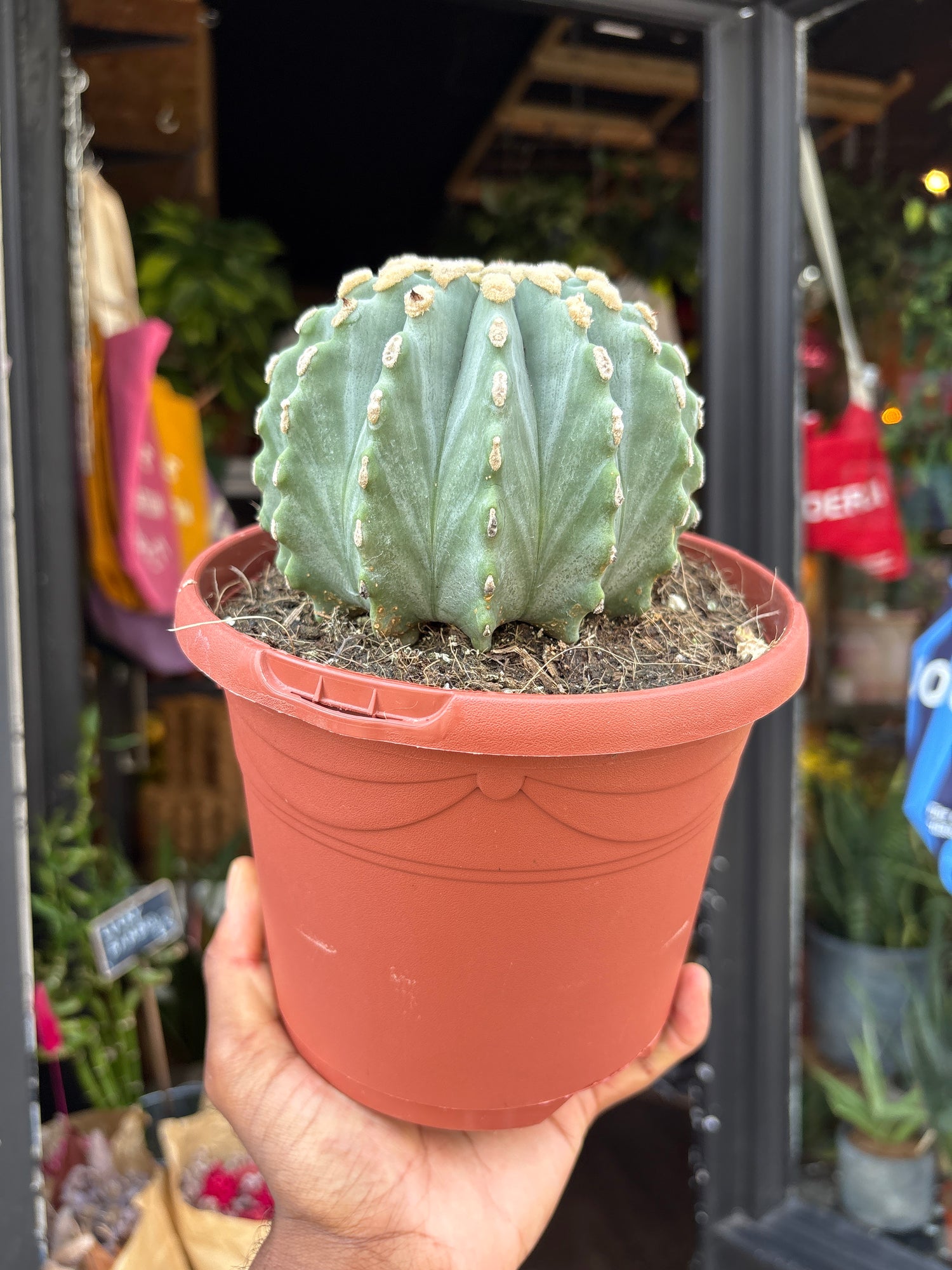 Ferocactus Glaucescens Inermis, also known as Spineless Blue Barrel Cactus, outside Urban Tropicana, a houseplant store in Chiswick London