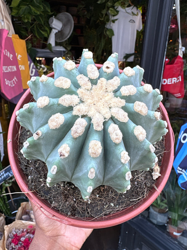 Ferocactus Glaucescens Inermis, also known as Spineless Blue Barrel Cactus, outside Urban Tropicana, a houseplant store in Chiswick London