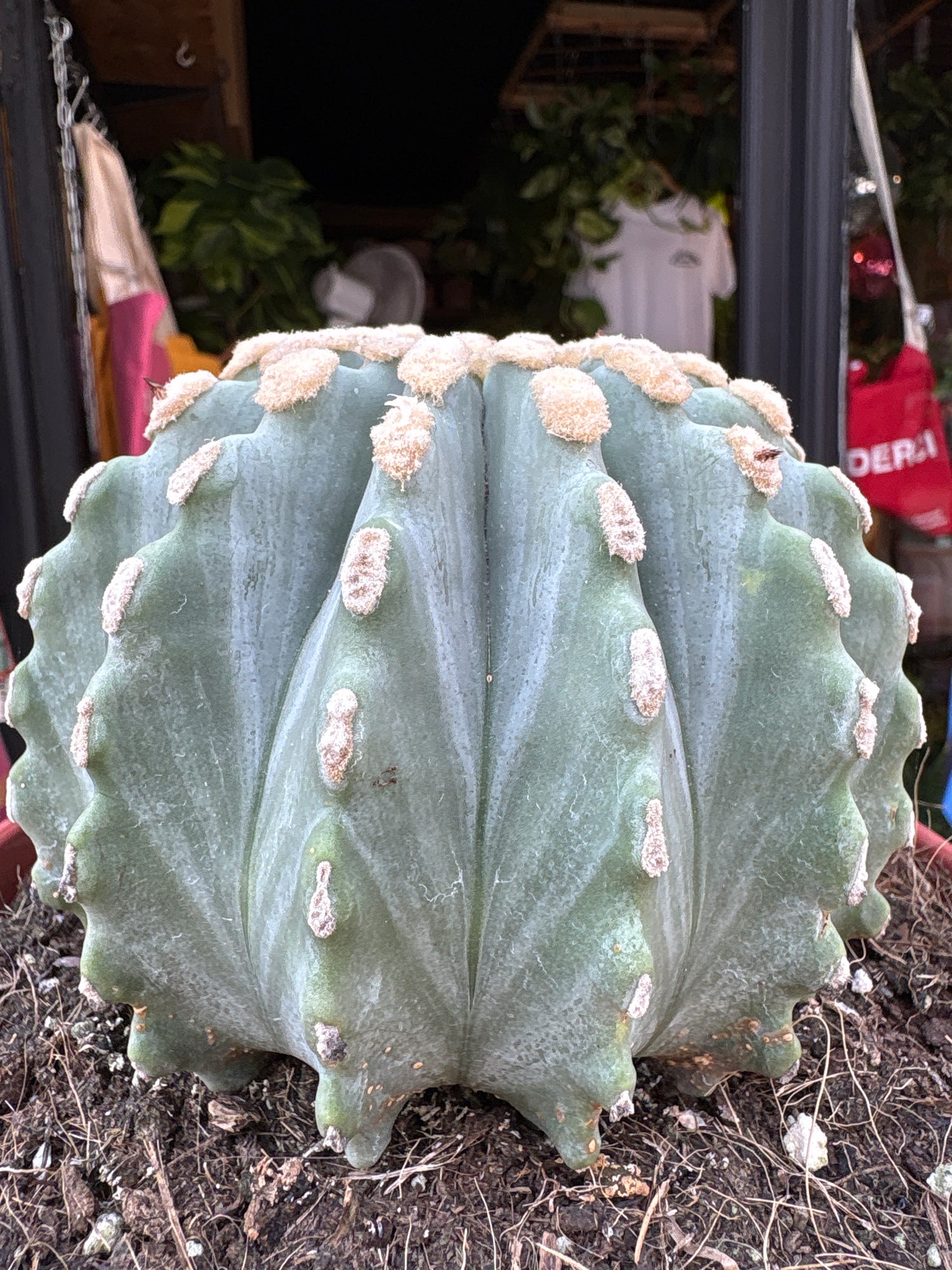 Ferocactus Glaucescens Inermis, also known as Spineless Blue Barrel Cactus, outside Urban Tropicana, a houseplant store in Chiswick London