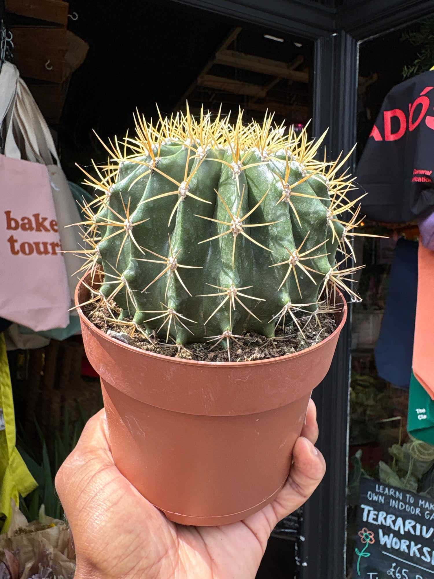 A Ferocactus Schwarzii plant in front of Urban Tropicana’s plant shop in Chiswick, London
