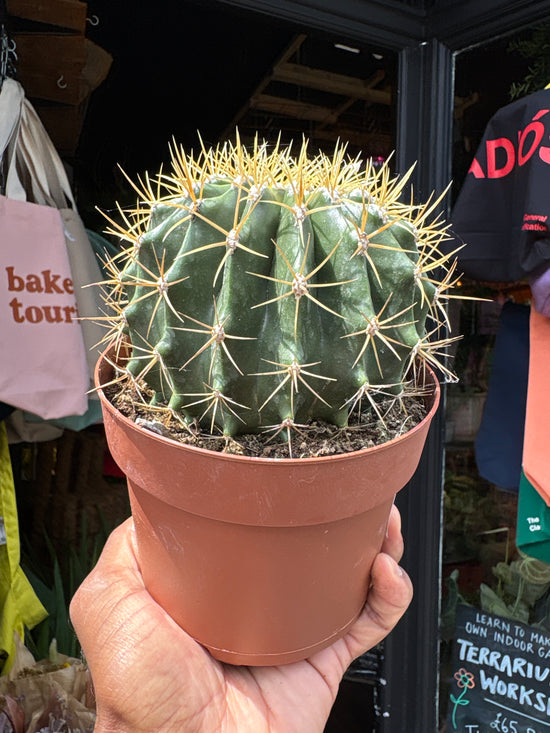 A Ferocactus Schwarzii plant in front of Urban Tropicana’s plant shop in Chiswick, London
