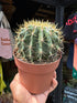 A Ferocactus Schwarzii plant in front of Urban Tropicana’s plant shop in Chiswick, London