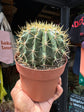 A Ferocactus Schwarzii plant in front of Urban Tropicana’s plant shop in Chiswick, London