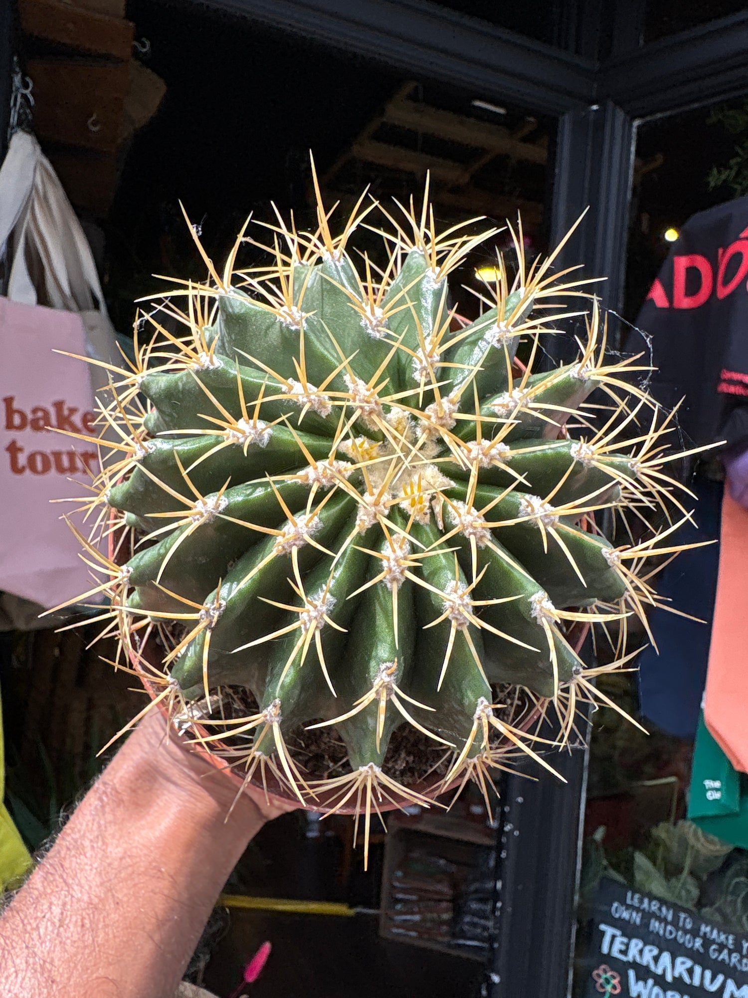 A Ferocactus Schwarzii plant in front of Urban Tropicana’s plant shop in Chiswick, London