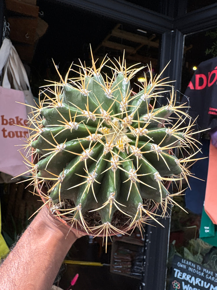 A Ferocactus Schwarzii plant in front of Urban Tropicana’s plant shop in Chiswick, London