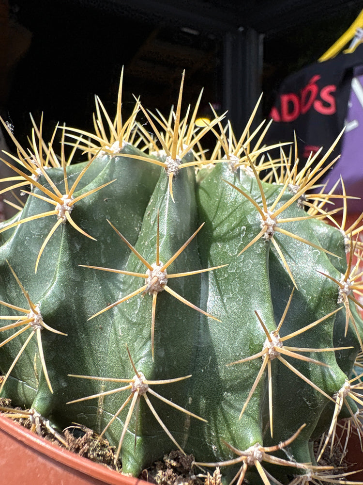 A Ferocactus Schwarzii plant in front of Urban Tropicana’s plant shop in Chiswick, London