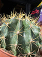 A Ferocactus Schwarzii plant in front of Urban Tropicana’s plant shop in Chiswick, London