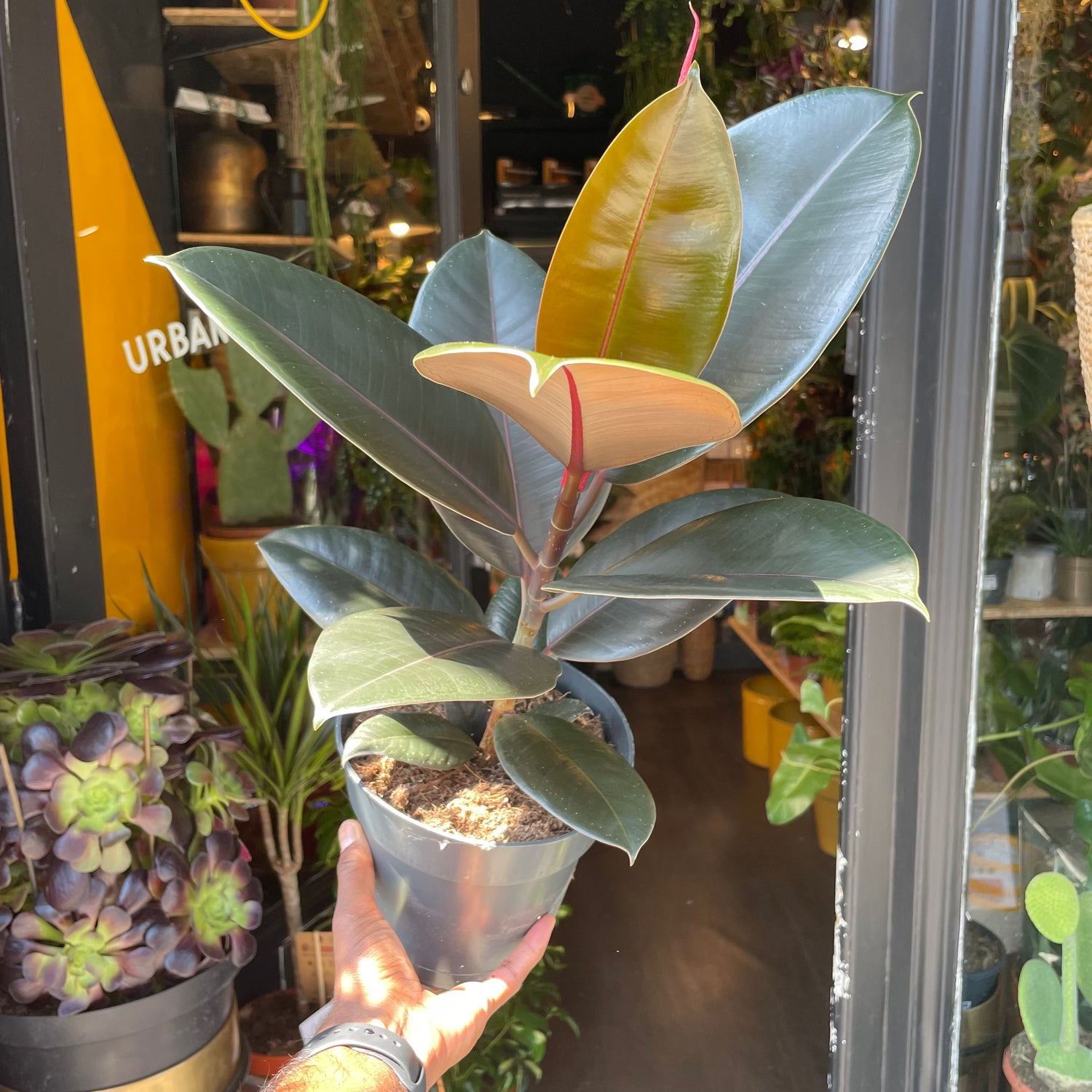 A Ficus Abidjan also known as a rubber tree in front of Urban Tropicana&