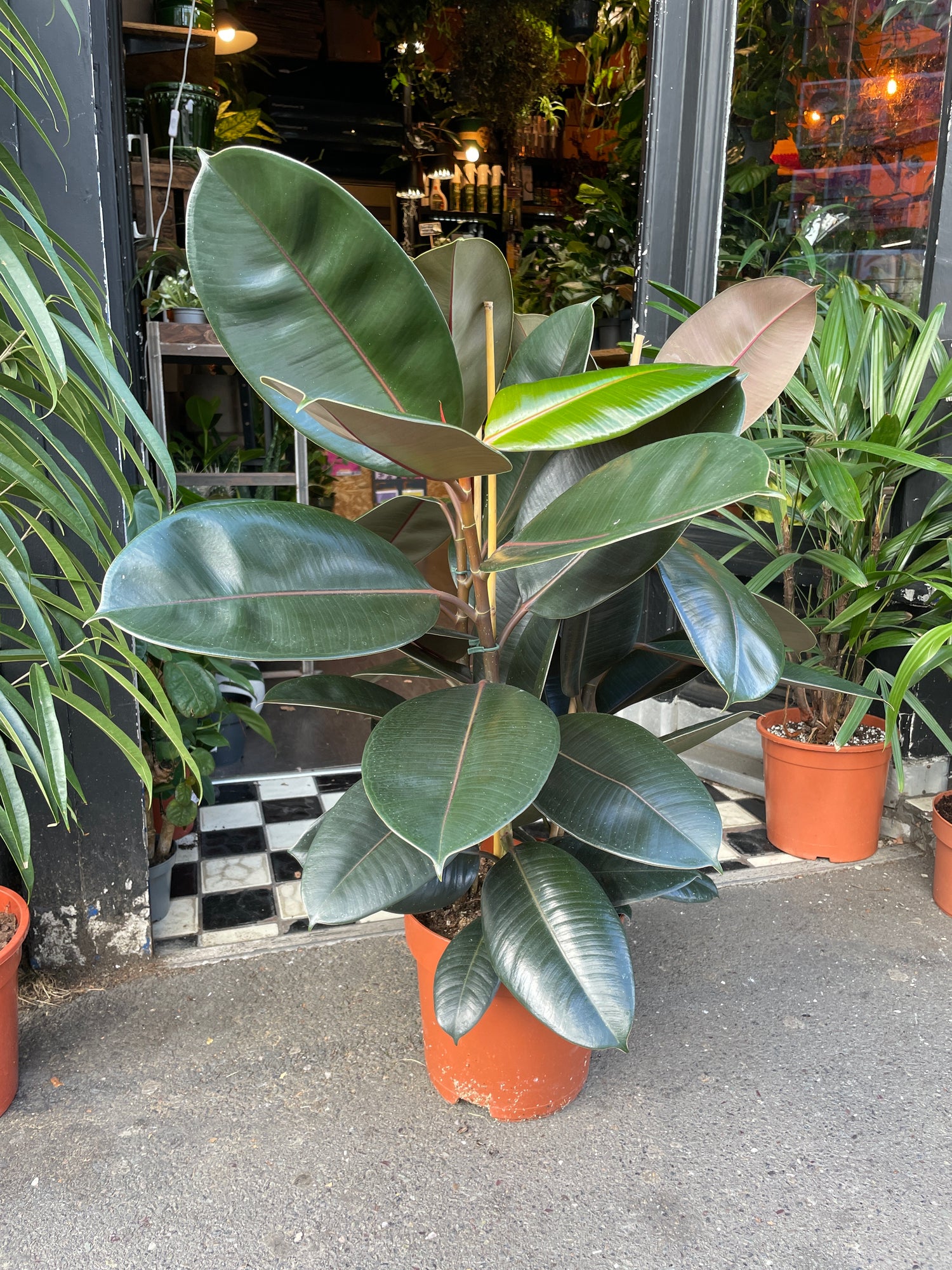 A Ficus Abidjan plant, also known as the Rubber plant, in front of Urban Tropicana’s plant shop in Chiswick, London