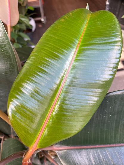 Ficus Abidjan, or Rubber Tree or Abidjan Rubber Plant, outside Urban Tropicana’s houseplant store in Chiswick, West London 