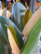 Ficus Abidjan, or Rubber Tree or Abidjan Rubber Plant, outside Urban Tropicana’s houseplant store in Chiswick, West London 