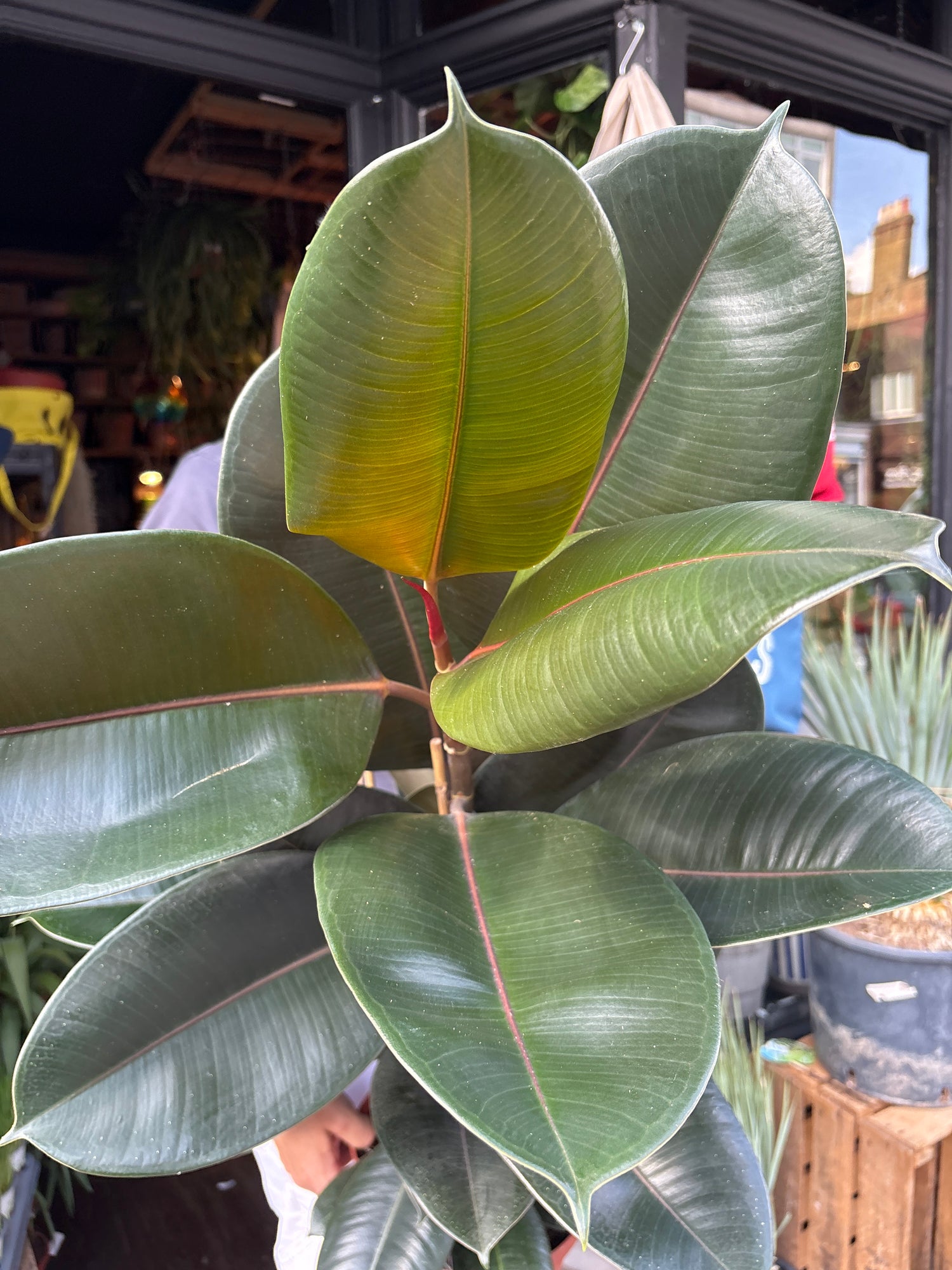 Ficus Abidjan, or Rubber Tree or Abidjan Rubber Plant, outside Urban Tropicana’s houseplant store in Chiswick, West London 