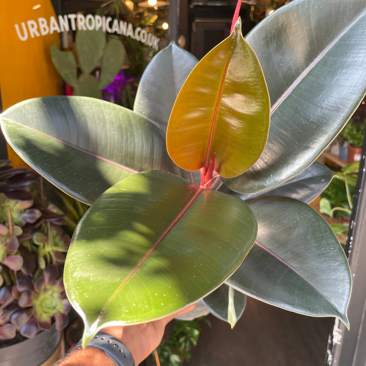 A Ficus Abidjan also known as a rubber tree in front of Urban Tropicana&