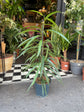 A Ficus Alii plant also known as a Banana Leaf Fig in front of Urban Tropicana&