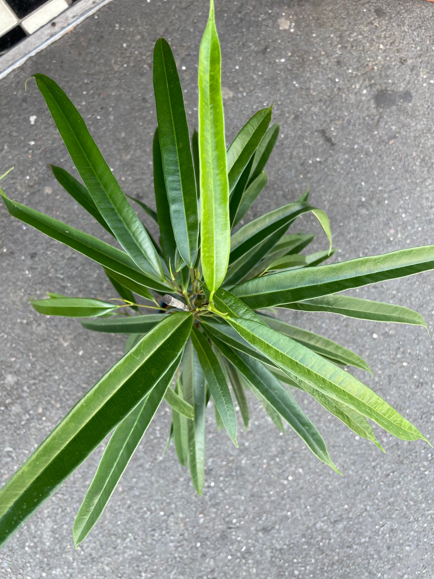 A Ficus Alii plant also known as a Banana Leaf Fig in front of Urban Tropicana&