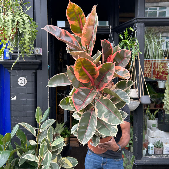 A Ficus Belize plant also known as a Pink Rubber Plant in front of Urban Tropicana&