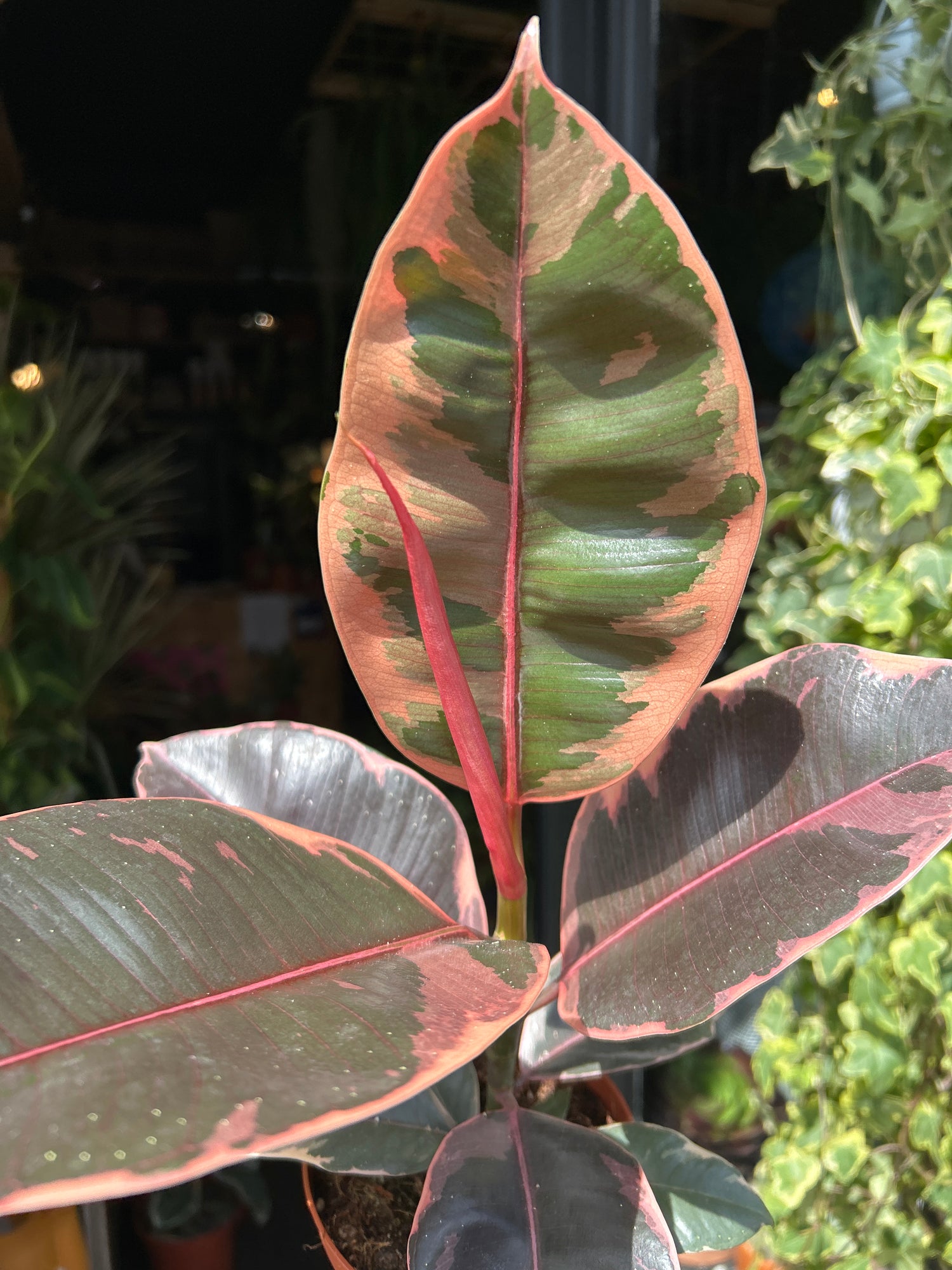 Ficus Belize, or Rubber Tree or Rubber Plant, outside Urban Tropicana, a houseplant store in Chiswick, London
