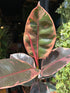 Ficus Belize, or Rubber Tree or Rubber Plant, outside Urban Tropicana, a houseplant store in Chiswick, London