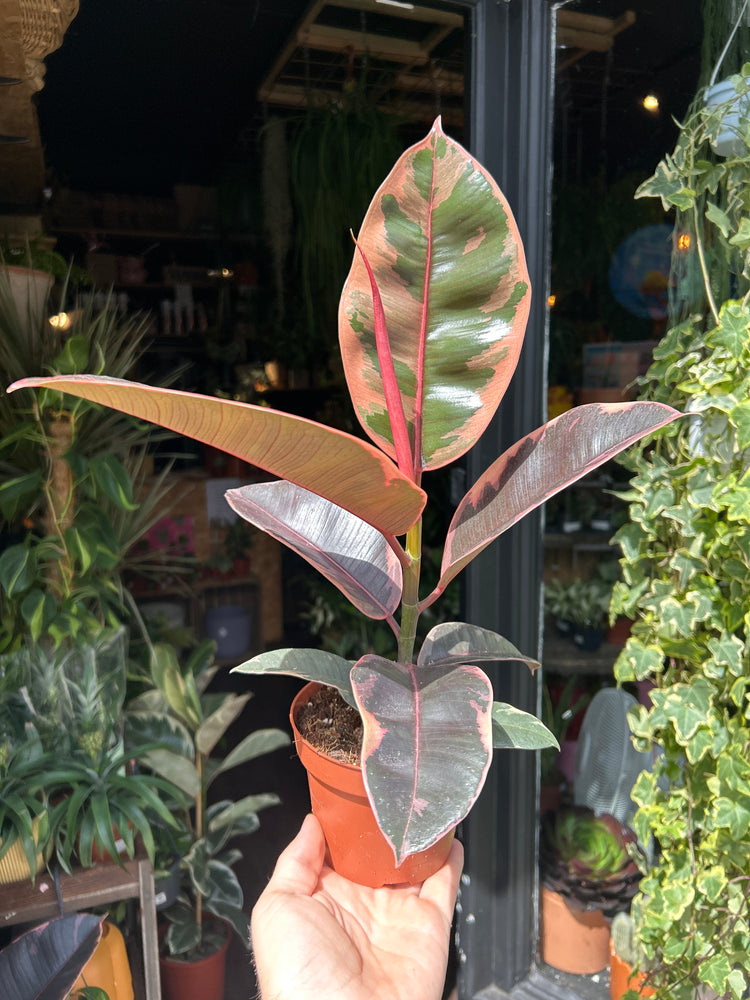 Ficus Belize, or Rubber Tree or Rubber Plant, outside Urban Tropicana, a houseplant store in Chiswick, London
