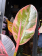 Ficus Belize, or Rubber Tree or Rubber Plant, outside Urban Tropicana, a houseplant store in Chiswick, London