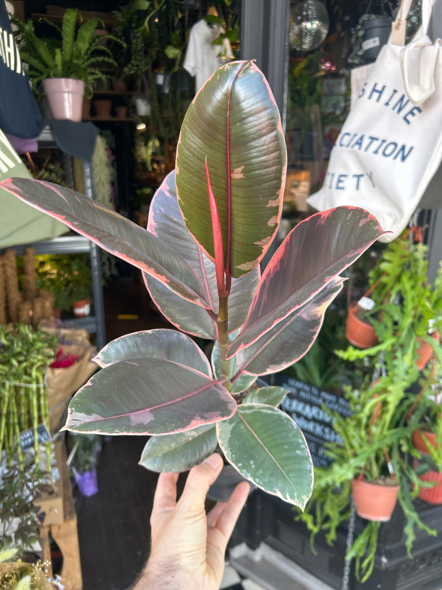 Ficus ‘Belize’ houseplant in 14cm pot outside Urban Tropicana plant shop in Chiswick, London
