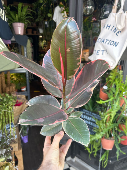 Ficus ‘Belize’ houseplant in 14cm pot outside Urban Tropicana plant shop in Chiswick, London