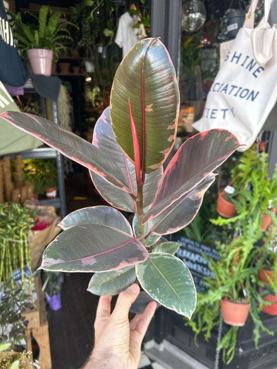 Ficus ‘Belize’ houseplant in 14cm pot outside Urban Tropicana plant shop in Chiswick, London