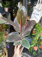 Ficus ‘Belize’ houseplant in 14cm pot outside Urban Tropicana plant shop in Chiswick, London