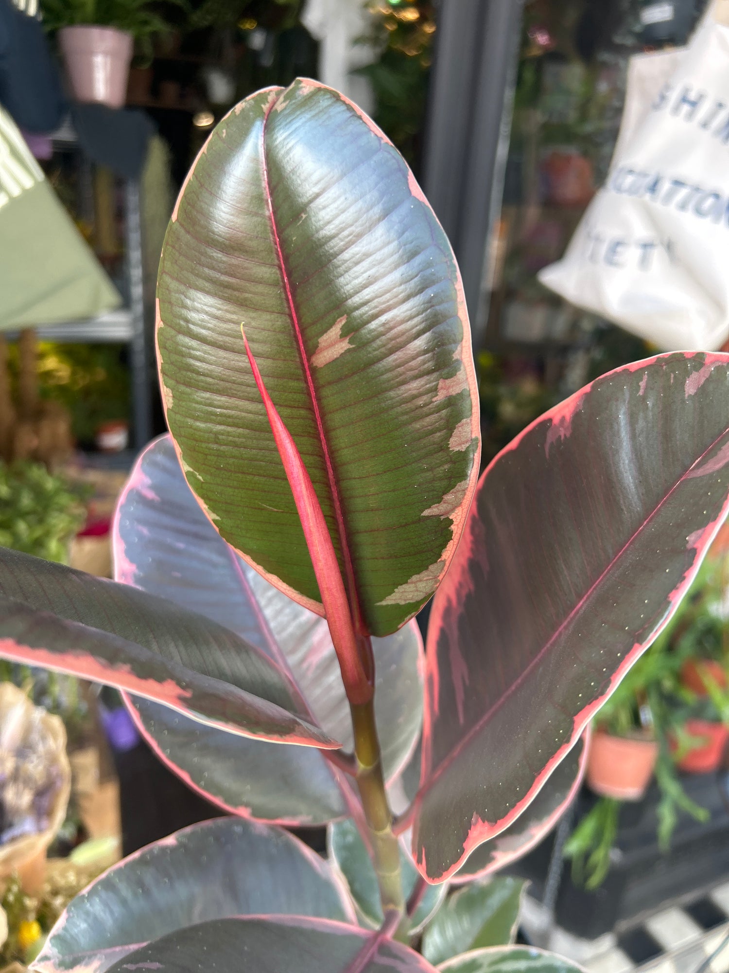 Ficus ‘Belize’ houseplant in 14cm pot outside Urban Tropicana plant shop in Chiswick, London