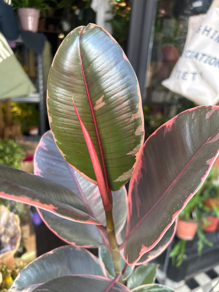 Ficus ‘Belize’ houseplant in 14cm pot outside Urban Tropicana plant shop in Chiswick, London