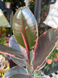 Ficus ‘Belize’ houseplant in 14cm pot outside Urban Tropicana plant shop in Chiswick, London