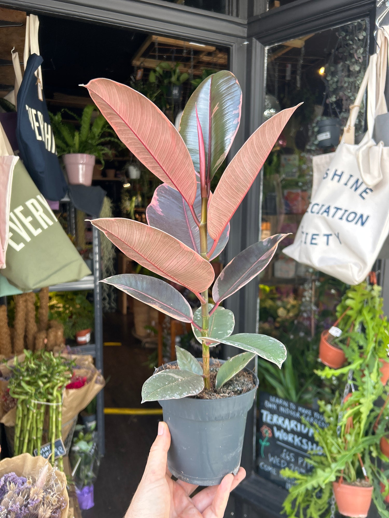 Ficus ‘Belize’ houseplant in 14cm pot outside Urban Tropicana plant shop in Chiswick, London
