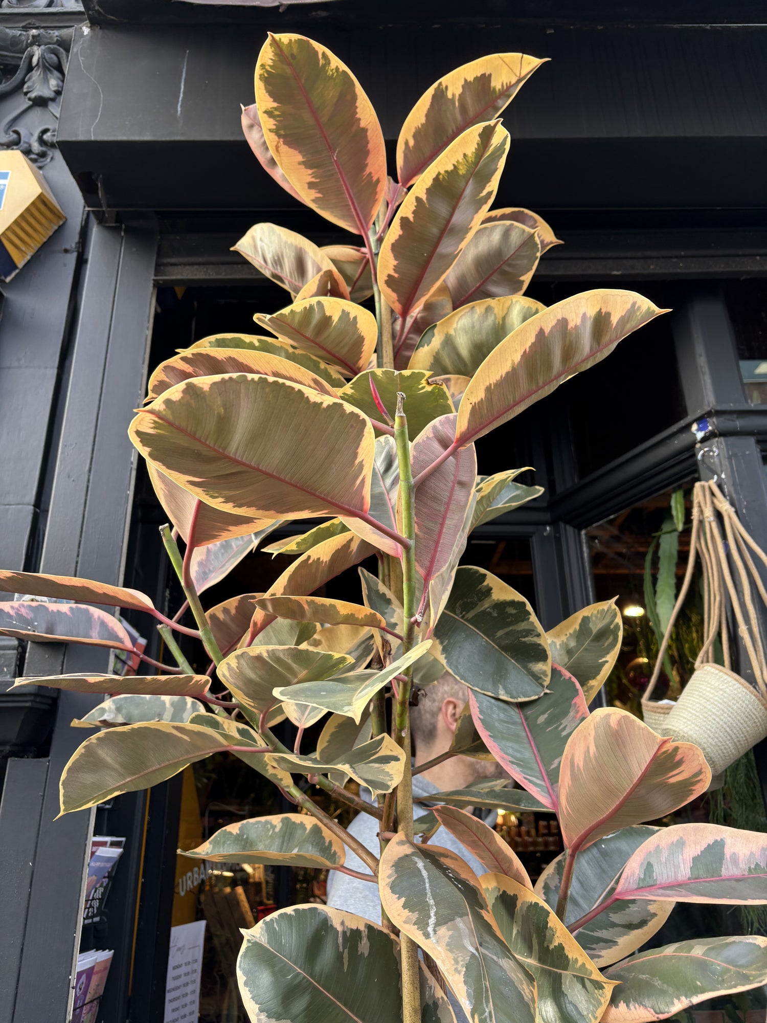 A ficus Belize plant in front of Urban Tropicana&