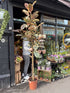 A ficus Belize plant in front of Urban Tropicana&