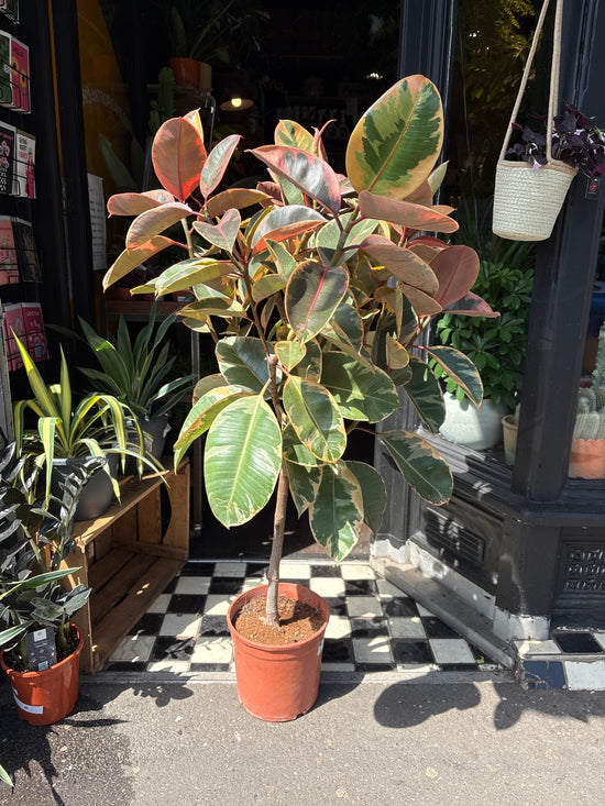A Ficus elastica ‘Belize’ plant in front of Urban Tropicana’s Plant Shop in Chiswick London