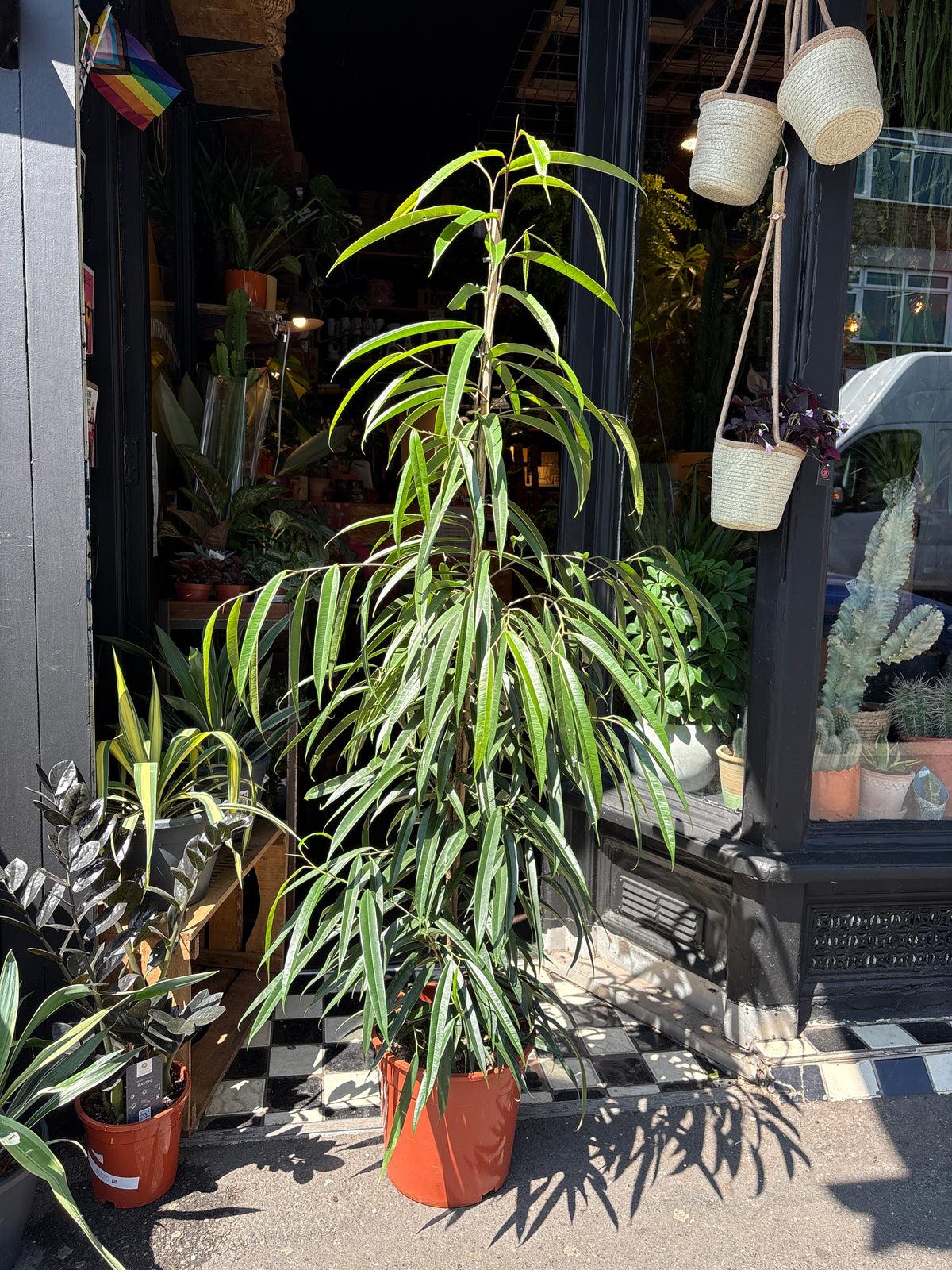 A Ficus Binnendijkii ‘Alii’ plant in front of Urban Tropicana’s Plant Shop in Chiswick London