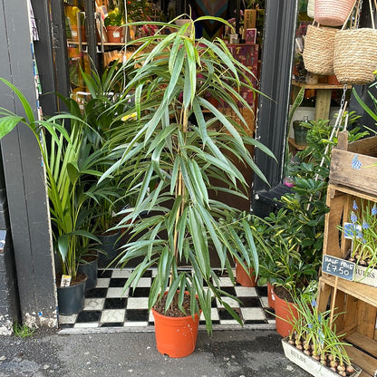 A Ficus Alii plant also known as a Ficus Maclellandii in front of Urban Tropicana&
