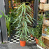 A Ficus Alii plant also known as a Ficus Maclellandii in front of Urban Tropicana&