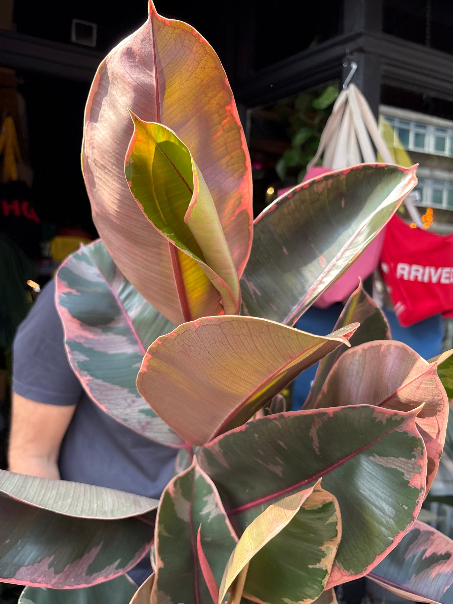 Ficus Elastica Belize, or Rubber Plant, outside Urban Tropicana’s houseplant store in Chiswick, West London