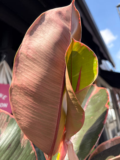 Ficus Elastica Belize, or Rubber Plant, outside Urban Tropicana’s houseplant store in Chiswick, West London