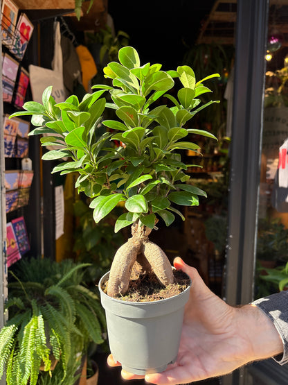 Ficus Ginseng in a 12cm pot in front of Urban Tropicana&