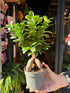 Ficus Ginseng in a 12cm pot in front of Urban Tropicana&