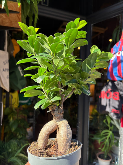Ficus Ginseng in a 12cm pot in front of Urban Tropicana&