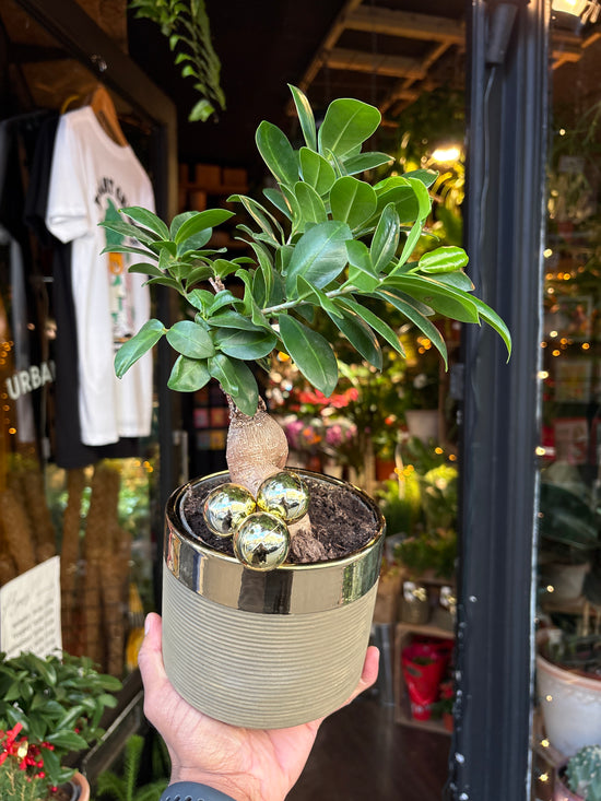 A Ficus Ginseng in front of Urban Tropicana’s Plant Shop in Chiswick London
